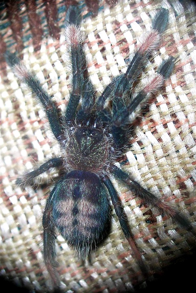 Psalmopoeus Cambridgei L2. One leg restored during the previous moulting.