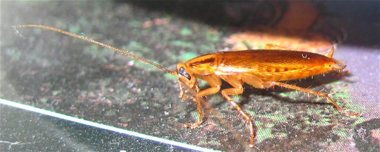 Cockroach photo from the side