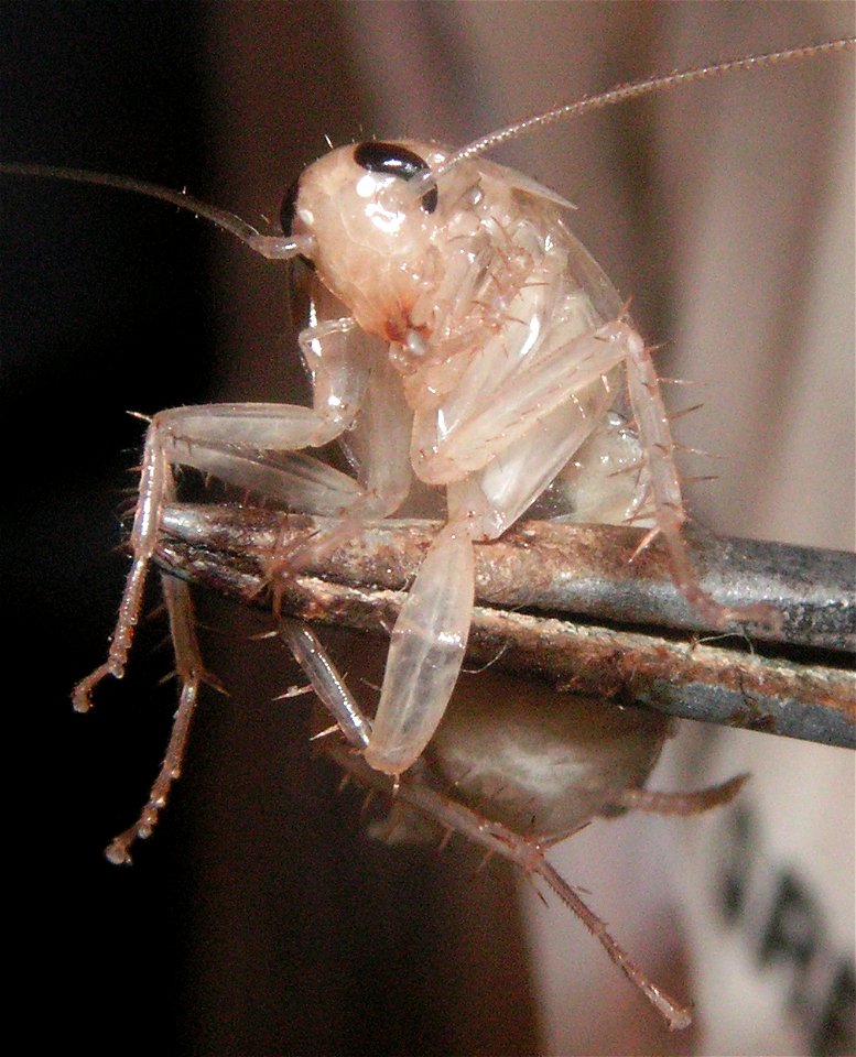 A german cockroach who recently underwent ecdysis. It is now teneral until its cuticle hardens within the next two hours during which it will grow in size and darken in color or "tan".
