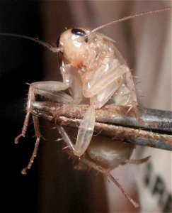 A german cockroach who recently underwent ecdysis. It is now teneral until its cuticle hardens within the next two hours during which it will grow in size and darken in color or "tan".