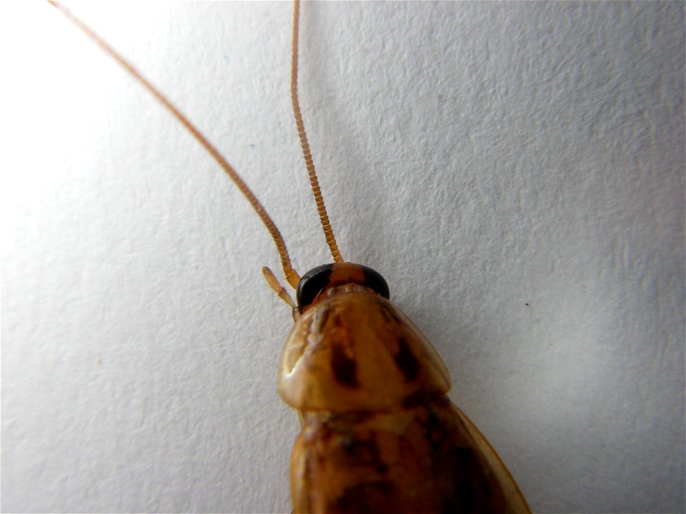 Head of German Cockroach (Blattella germanica)