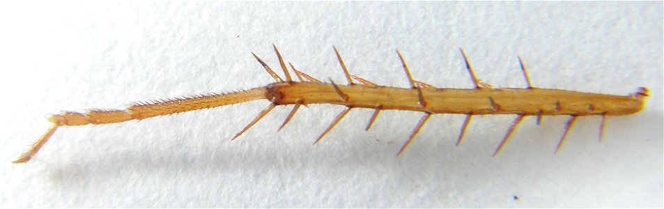 Paw of German Cockroach (Blattella germanica)