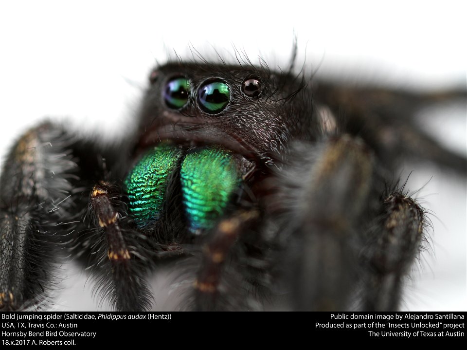 Bold jumping spider (Salticidae, Phidippus audax (Hentz))
USA, TX, Travis Co.: Austin
Hornsby Bend Bird Observatory

18.x.2017 A. Roberts coll.