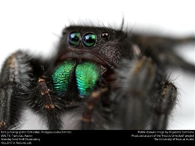 Bold jumping spider (Salticidae, Phidippus audax (Hentz))
USA, TX, Travis Co.: Austin
Hornsby Bend Bird Observatory

18.x.2017 A. Roberts coll.