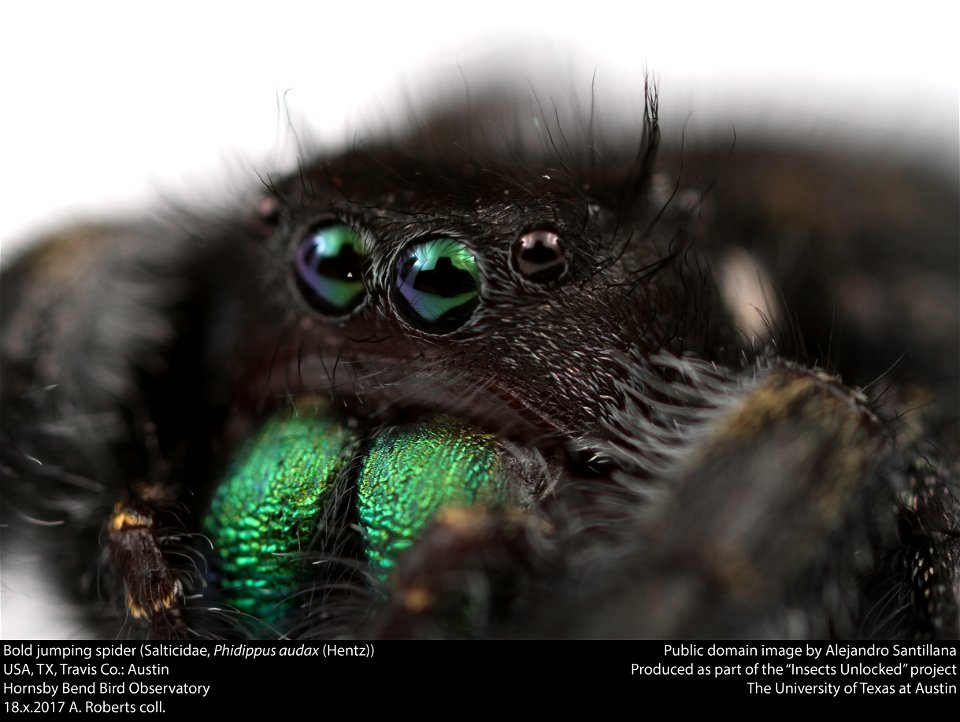 Bold jumping spider (Salticidae, Phidippus audax (Hentz))
USA, TX, Travis Co.: Austin
Hornsby Bend Bird Observatory

18.x.2017 A. Roberts coll.