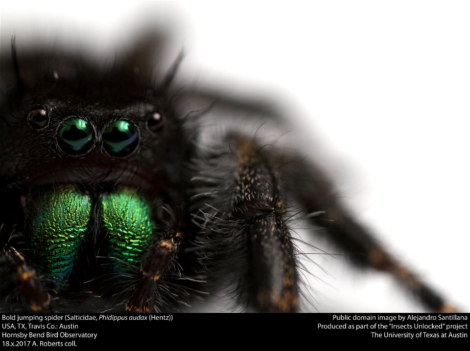 Bold jumping spider (Salticidae, Phidippus audax (Hentz))
USA, TX, Travis Co.: Austin
Hornsby Bend Bird Observatory

18.x.2017 A. Roberts coll.