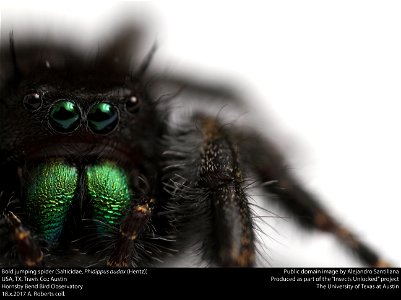Bold jumping spider (Salticidae, Phidippus audax (Hentz))
USA, TX, Travis Co.: Austin
Hornsby Bend Bird Observatory

18.x.2017 A. Roberts coll.