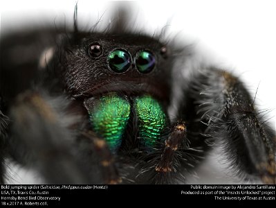 Bold jumping spider (Salticidae, Phidippus audax (Hentz))
USA, TX, Travis Co.: Austin
Hornsby Bend Bird Observatory

18.x.2017 A. Roberts coll.