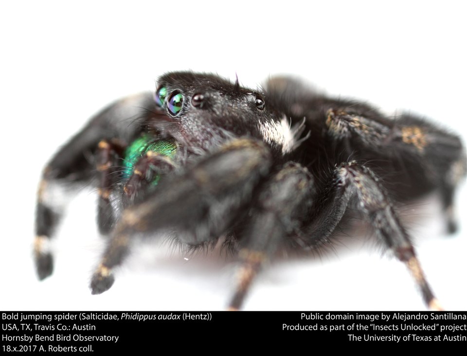 Bold jumping spider (Salticidae, Phidippus audax (Hentz))
USA, TX, Travis Co.: Austin
Hornsby Bend Bird Observatory

18.x.2017 A. Roberts coll.