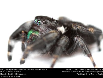 Bold jumping spider (Salticidae, Phidippus audax (Hentz))
USA, TX, Travis Co.: Austin
Hornsby Bend Bird Observatory

18.x.2017 A. Roberts coll.