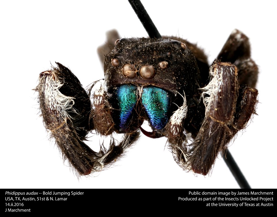 Phidippus audax -- Bold Jumping Spider
USA, TX, Austin, 51st & N. Lamar
14.ii.2016

J Marchment
