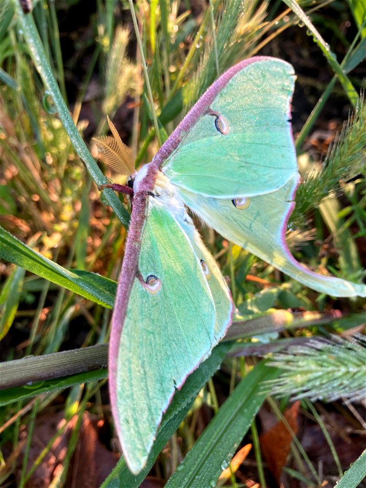 North American Luna Moth (Actias luna)