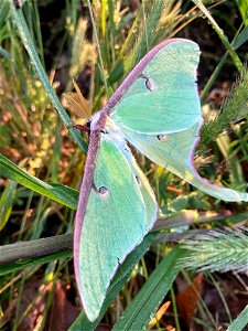 North American Luna Moth (Actias luna) photo