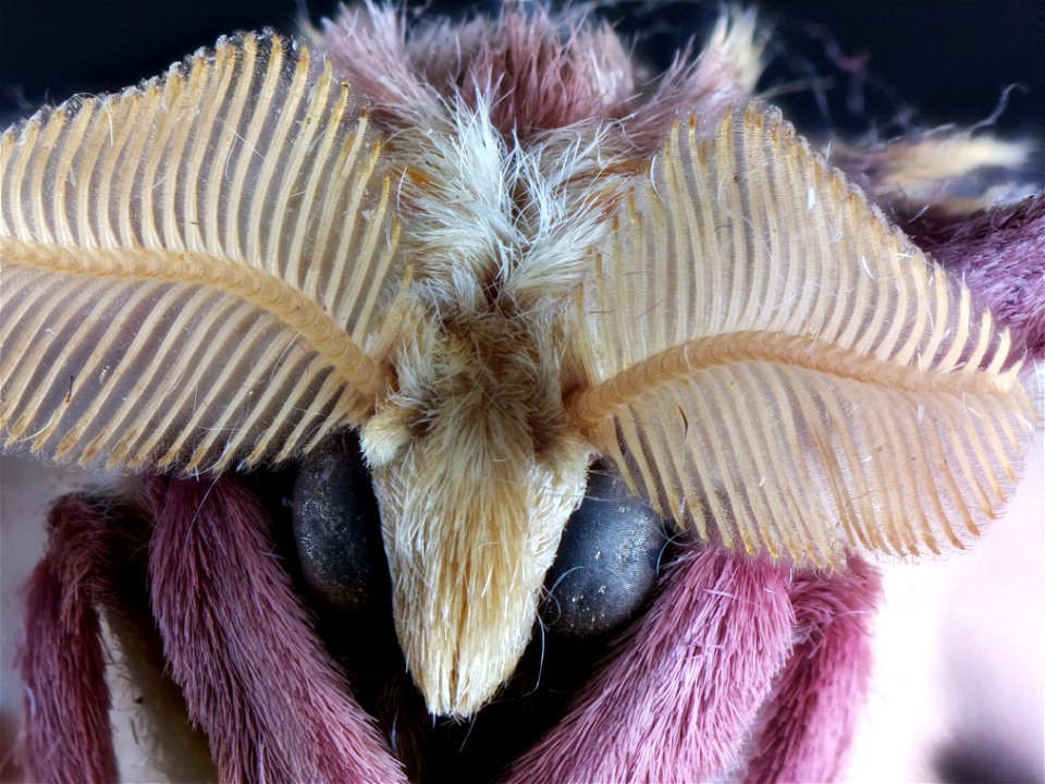I bought this male silk moth at some point in the early 90's. Sadly, no capture date or location.
.
See here for more detail about this species : <a href="https://www.biolib.cz/en/taxon/id1171