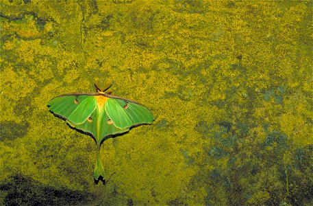 Image title: Green luna moth on lichencovered rock actias luna Image from Public domain images website, http://www.public-domain-image.com/full-image/fauna-animals-public-domain-images-pictures/insect photo