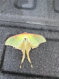 North American Luna Moth (Actias luna)