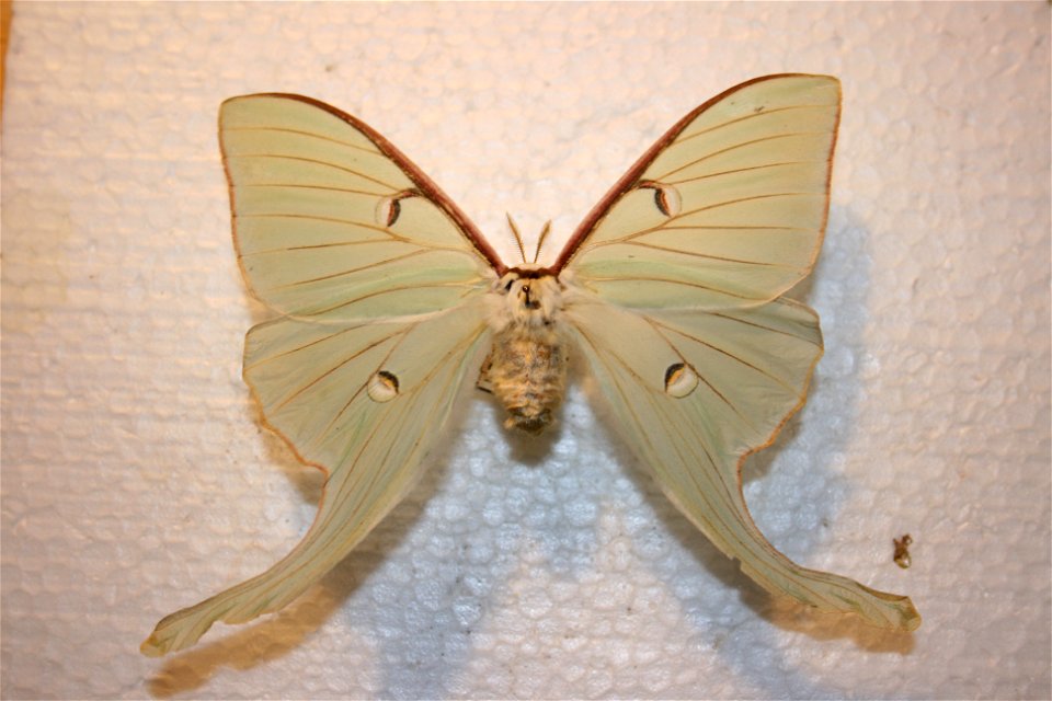 A Luna moth in the Hough collection. Donated by Portage Northern High School. Caught in Bayfield, CO.
