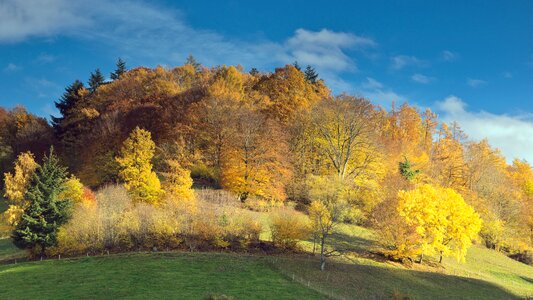Landscape trees fall color