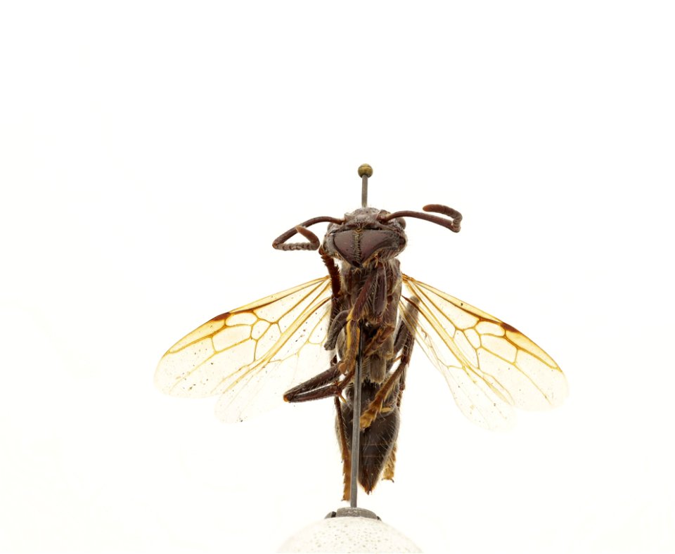 Paraponera clavata
120 photographs.
