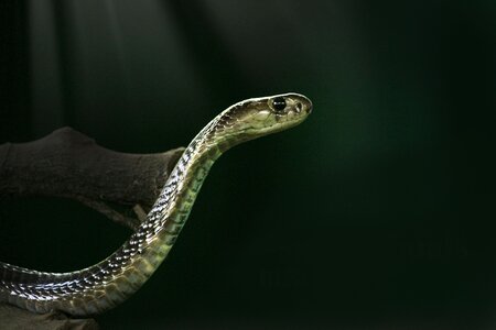 Animal wild green snake photo