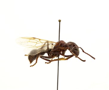Paraponera clavata
120 photographs.