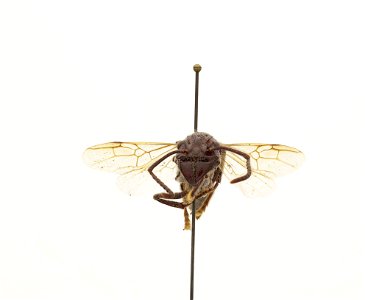 Paraponera clavata
120 photographs.