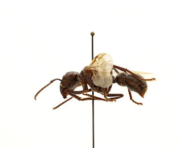Paraponera clavata
120 photographs.