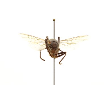 Paraponera clavata
120 photographs.
