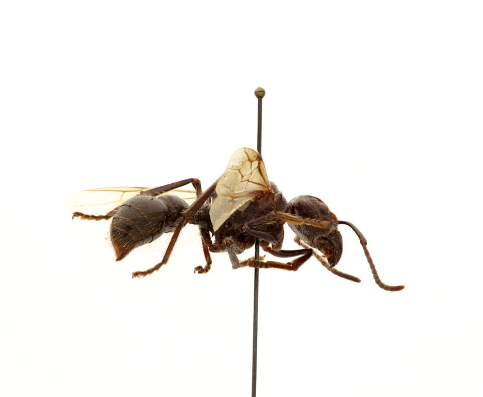 Paraponera clavata
120 photographs.