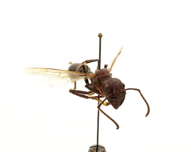 Paraponera clavata
120 photographs.