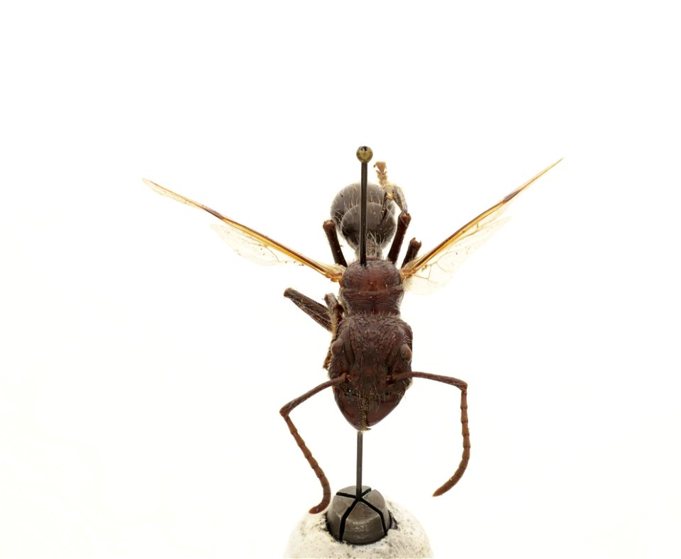 Paraponera clavata
120 photographs.