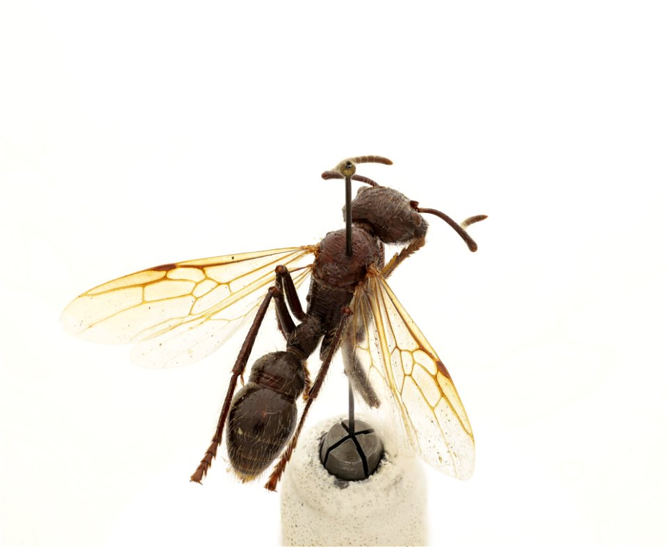 Paraponera clavata
120 photographs.
