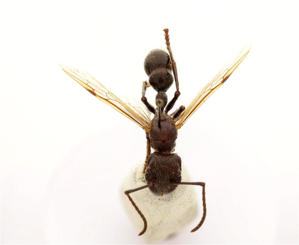 Paraponera clavata
120 photographs.