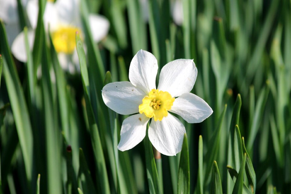 Nature garden spring