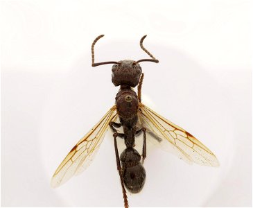 Paraponera clavata
120 photographs.
