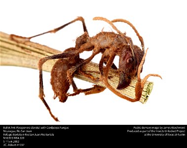 Paraponera clavata infected by Cordyceps This image was created as part of the Insects Unlocked project at the University of Texas at Austin. Based in the UT insect collection at Brackenridge Fi photo