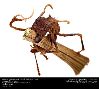 Paraponera clavata infected by Cordyceps This image was created as part of the Insects Unlocked project at the University of Texas at Austin. Based in the UT insect collection at Brackenridge Fi photo