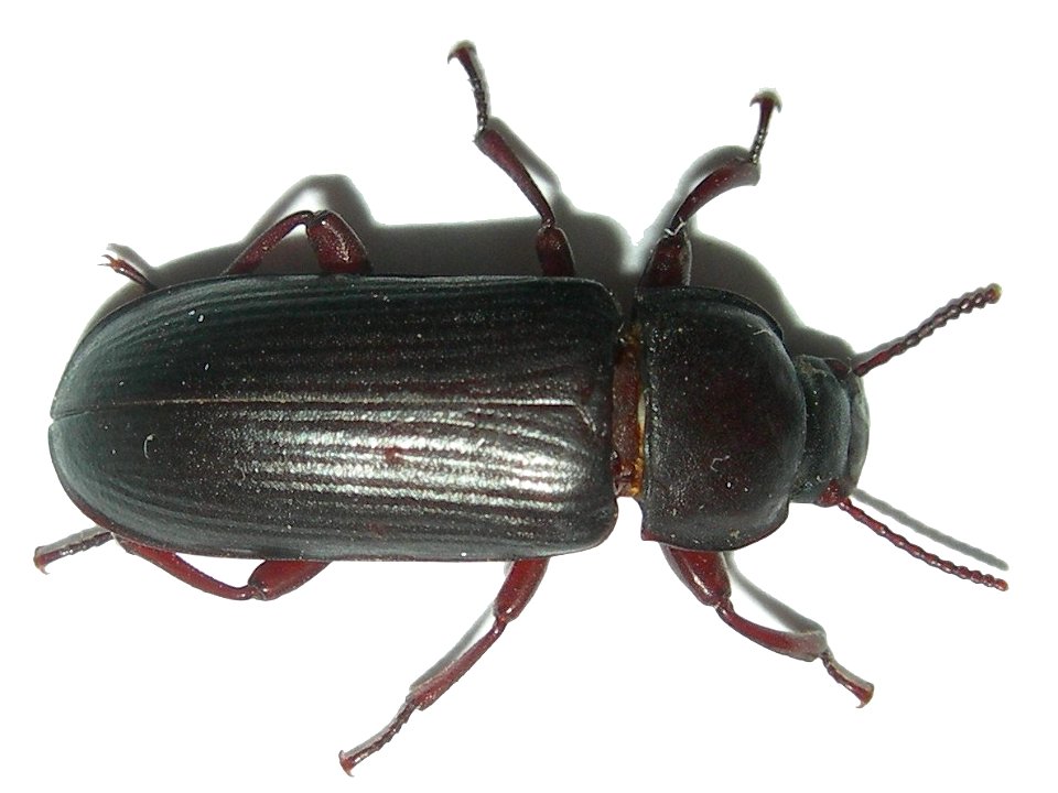 Mealworm beetle (Tenebrio molitor), Seynod, France.