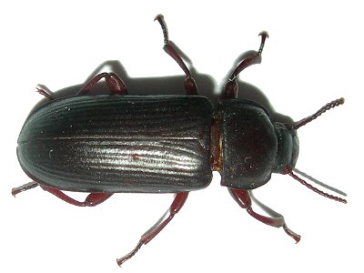 Mealworm beetle (Tenebrio molitor), Seynod, France. photo