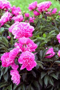Nature botanical garden spring-flowering