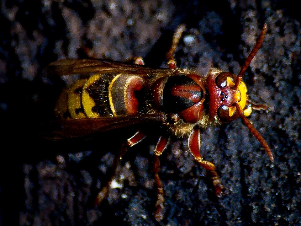 A female European hornet (Vespa crabro) on an oak tree. Photo taken with an Olympus E-5 in Caldwell County, NC, USA.Cropping and post-processing performed with Adobe Lightroom.