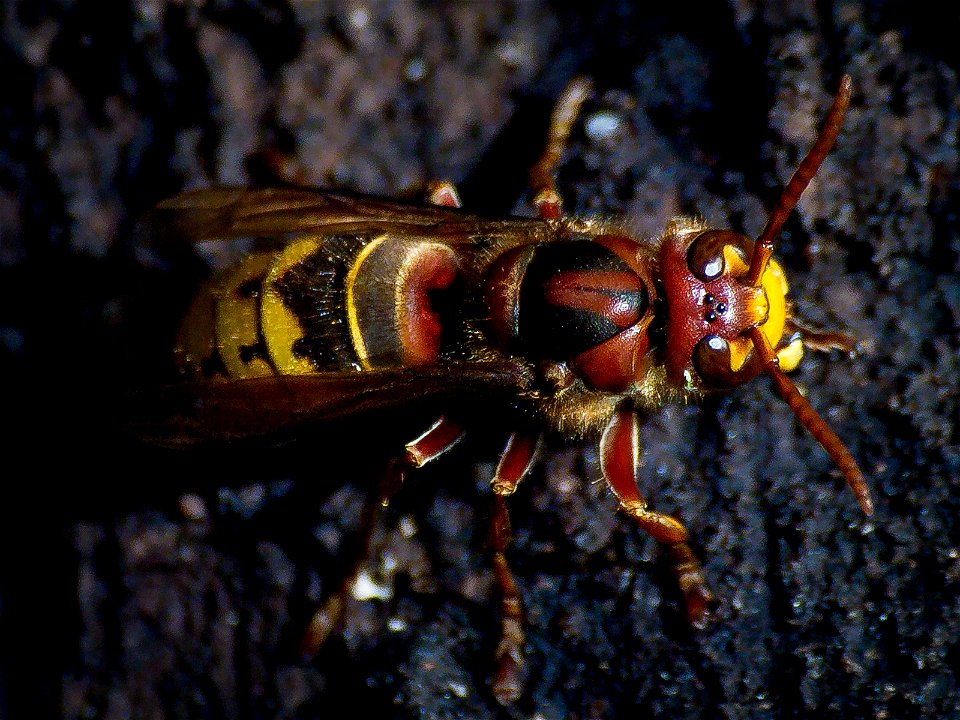 A female European hornet (Vespa crabro) on an oak tree. Photo taken with an Olympus E-5 in Caldwell County, NC, USA.Cropping and post-processing performed with Adobe Lightroom. photo