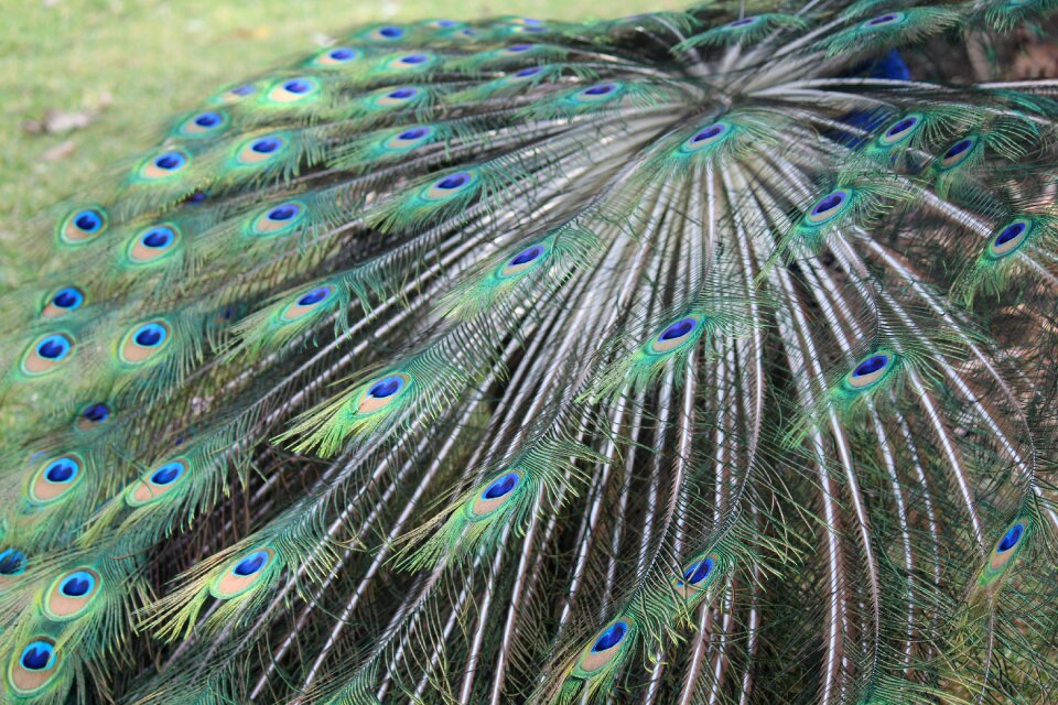 Colorful peacock pen