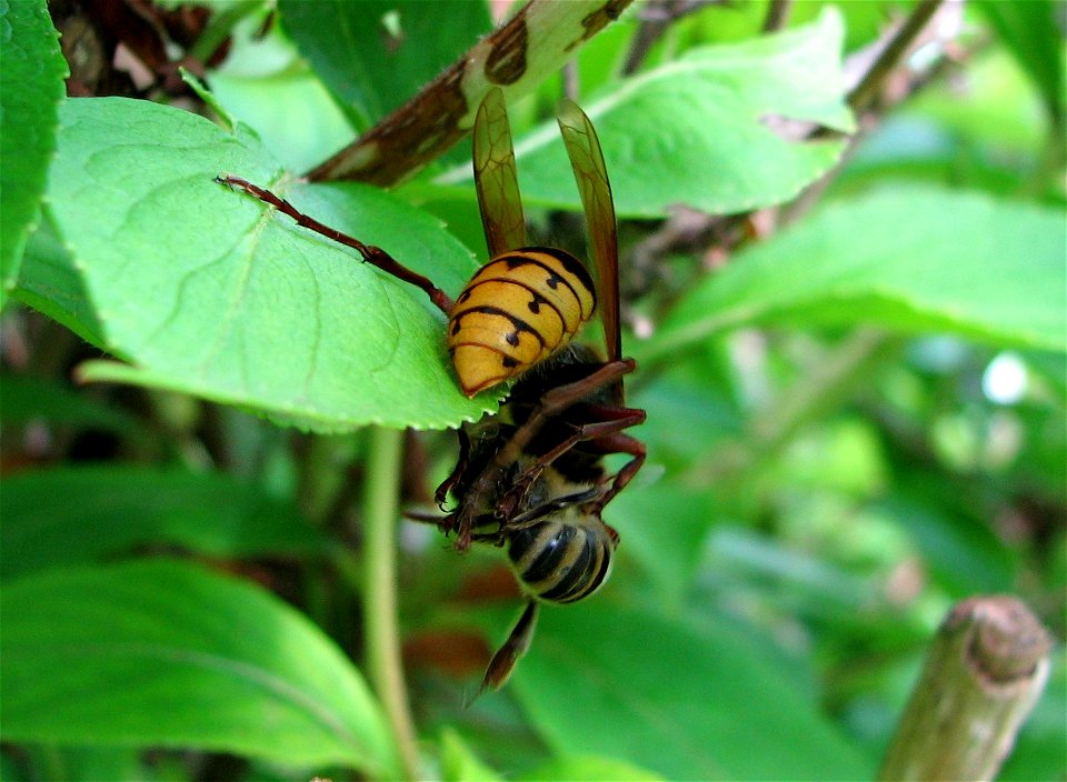 A European Hornet with prey (a Honeybee).