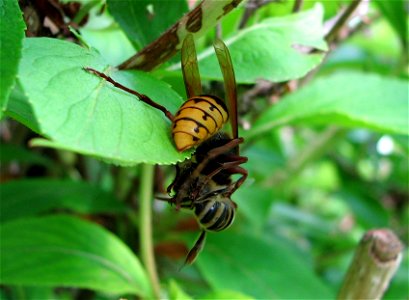 A European Hornet with prey (a Honeybee).