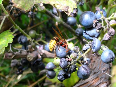 Hornisse im Weinstock