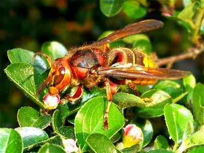Vespa crabro germana, Queen Hornet on a Cotoneaster; Hornissenkoenigin auf Zwergmispelstrauch; Diese Königin hat den Winter überstanden und nutzt die Zwergmispelblüte als Nektarquelle zur Nahrung. Wei