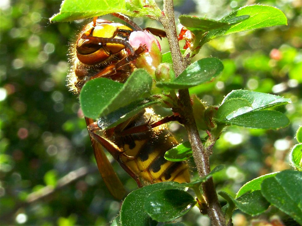 Vespa crabro germana queen - Hornet on a Cotoneaster Blossom; Hornissenkoenigin an Zwergmispelbluete; Diese Königin hat den Winter überstanden und nutzt die Zwergmispelblüte als Nektarquelle zur Nahru