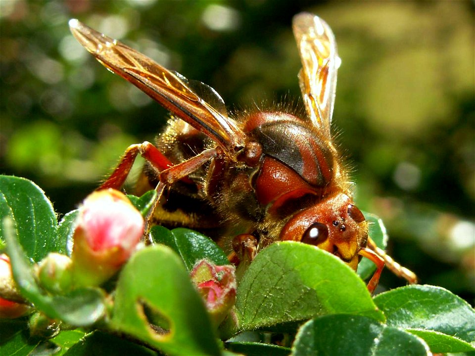 Vespa crabro germana, - Queen hornet on a Cotoneaster; Hornissenkoenigin auf Zwergmispelstrauch; Diese Königin hat den Winter überstanden und nutzt die Zwergmispelblüte als Nektarquelle zur Nahrung. W