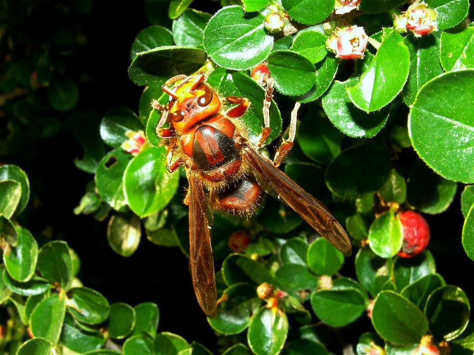 Vespa crabro germana, queen - Hornet on a Cotoneaster; Germany; Hornissenkoenigin auf Zwergmispelstrauch; Diese Königin hat den Winter überstanden und nutzt die Zwergmispelblüte als Nektarquelle zur N